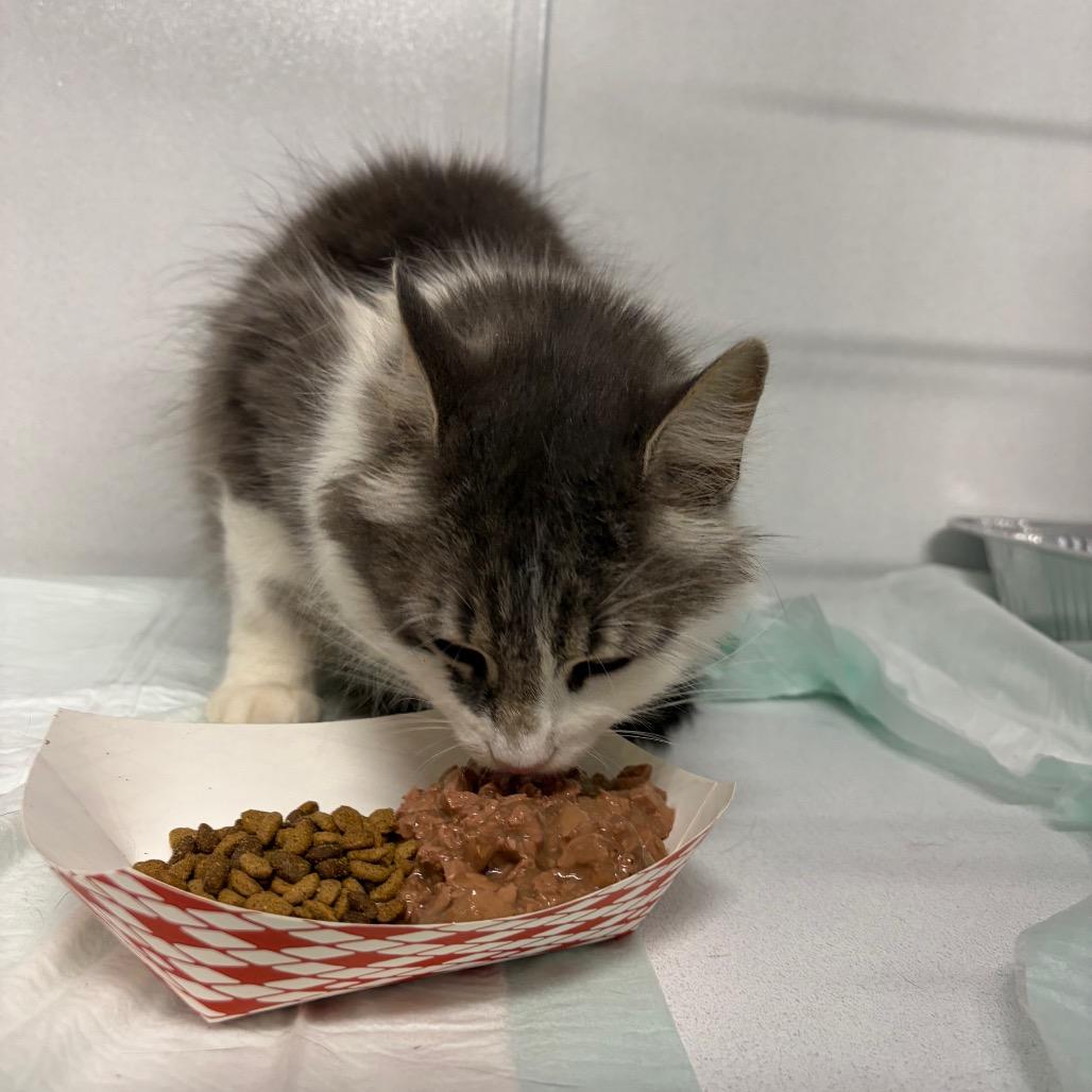 Katniss ARC26 - 143, a Adoptable Domestic Medium Hair in Akron, NY image 2/2