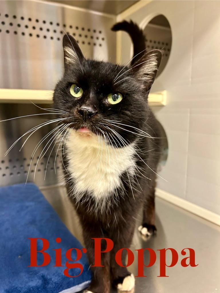 Big Poppa thumbnail 3