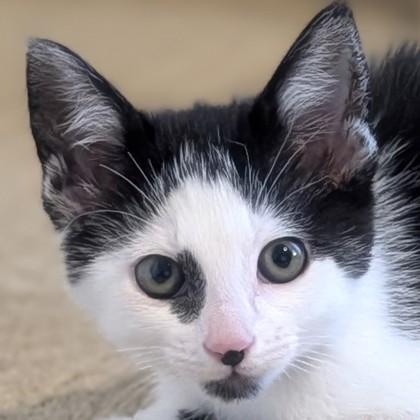 Buckwheat, a Adoptable mixed breed in Pleasanton, CA image 1/2