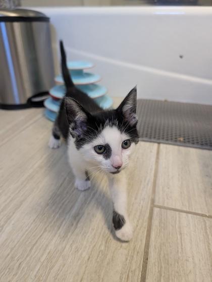 Buckwheat, a Adoptable mixed breed in Pleasanton, CA image 2/2