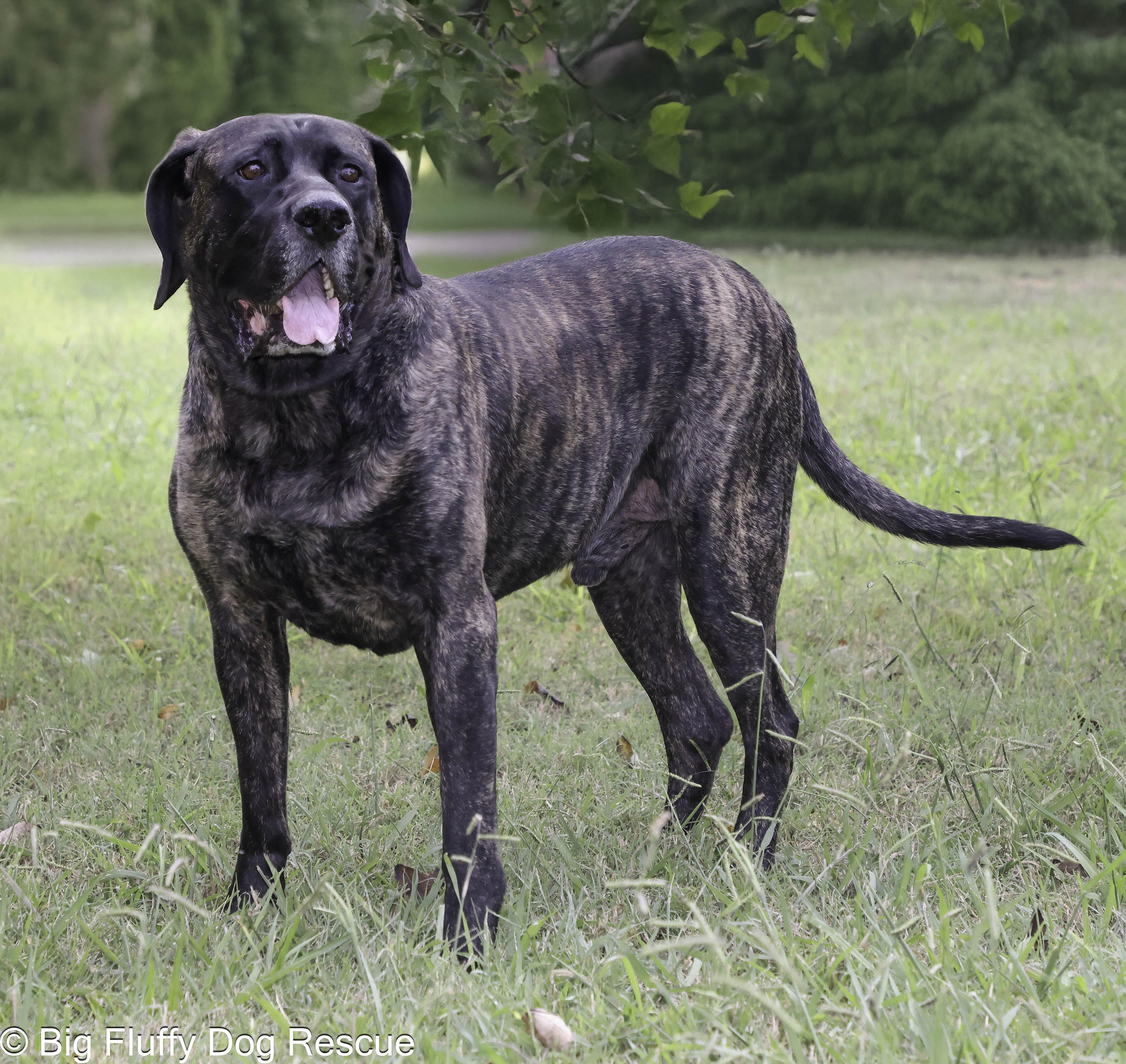 Enlarge Henry, an adopted Mastiff in Marshall, MI image 1/3