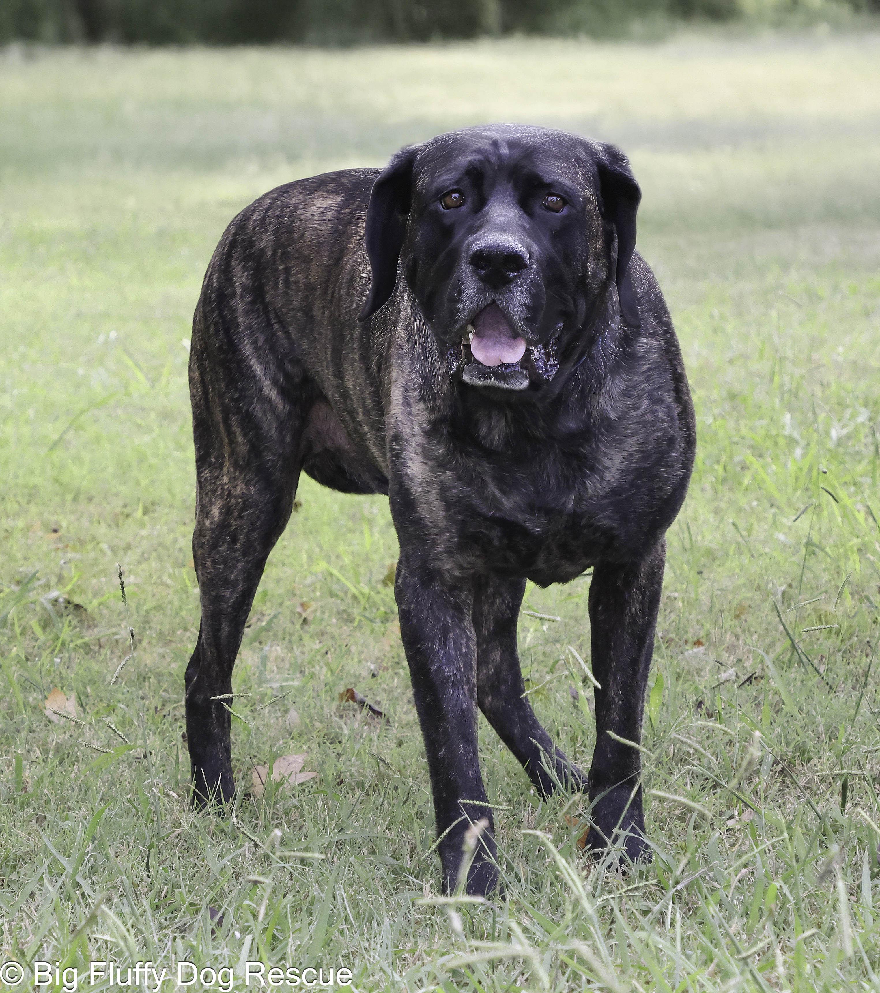 Enlarge Henry, an adopted Mastiff in Marshall, MI image 2/3