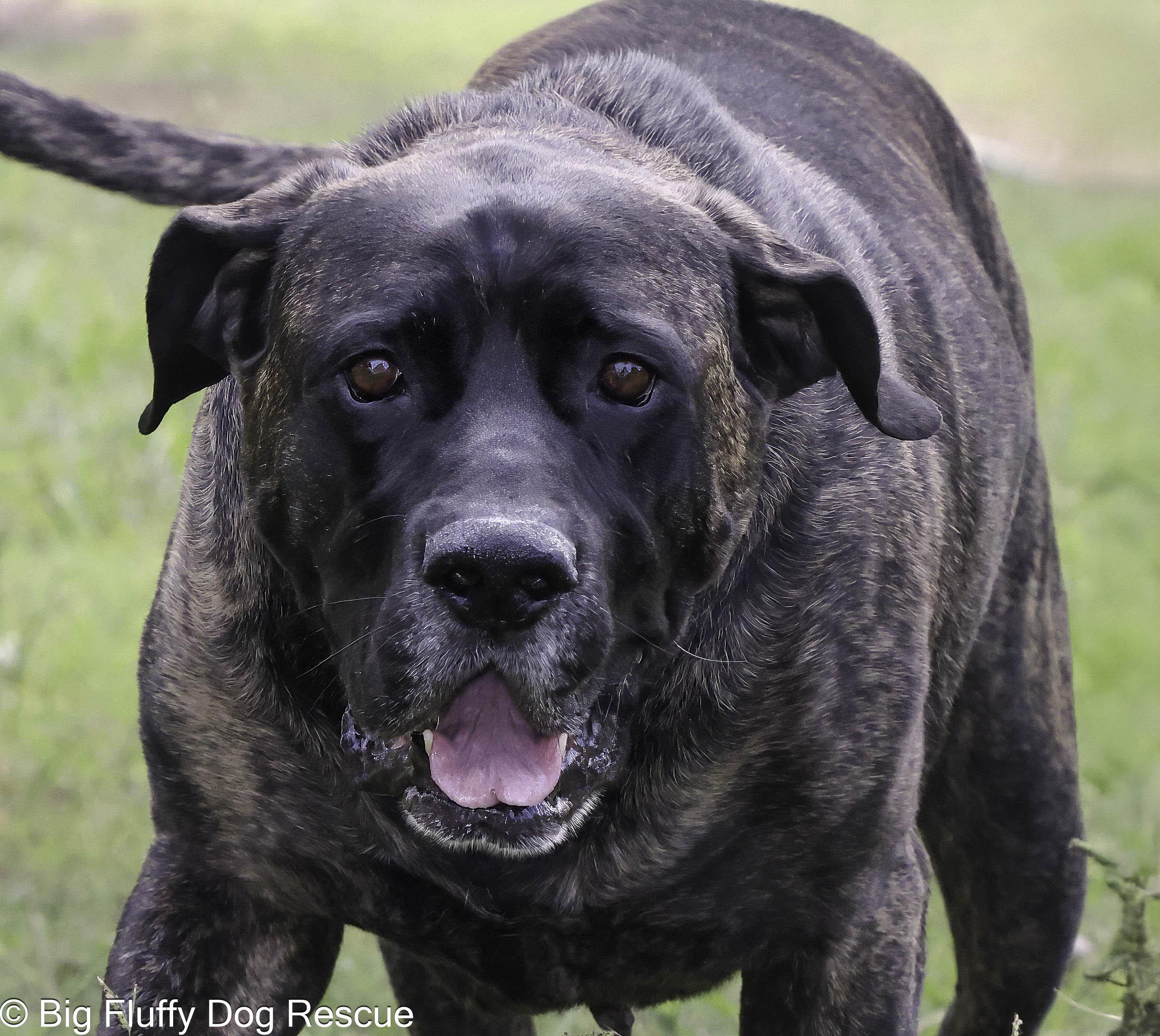Enlarge Henry, an adopted Mastiff in Marshall, MI image 3/3