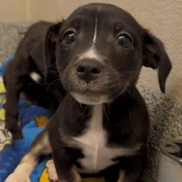 Enlarge Poncho (ID 51707), an adopted mixed breed in Manassas, VA image 1/1