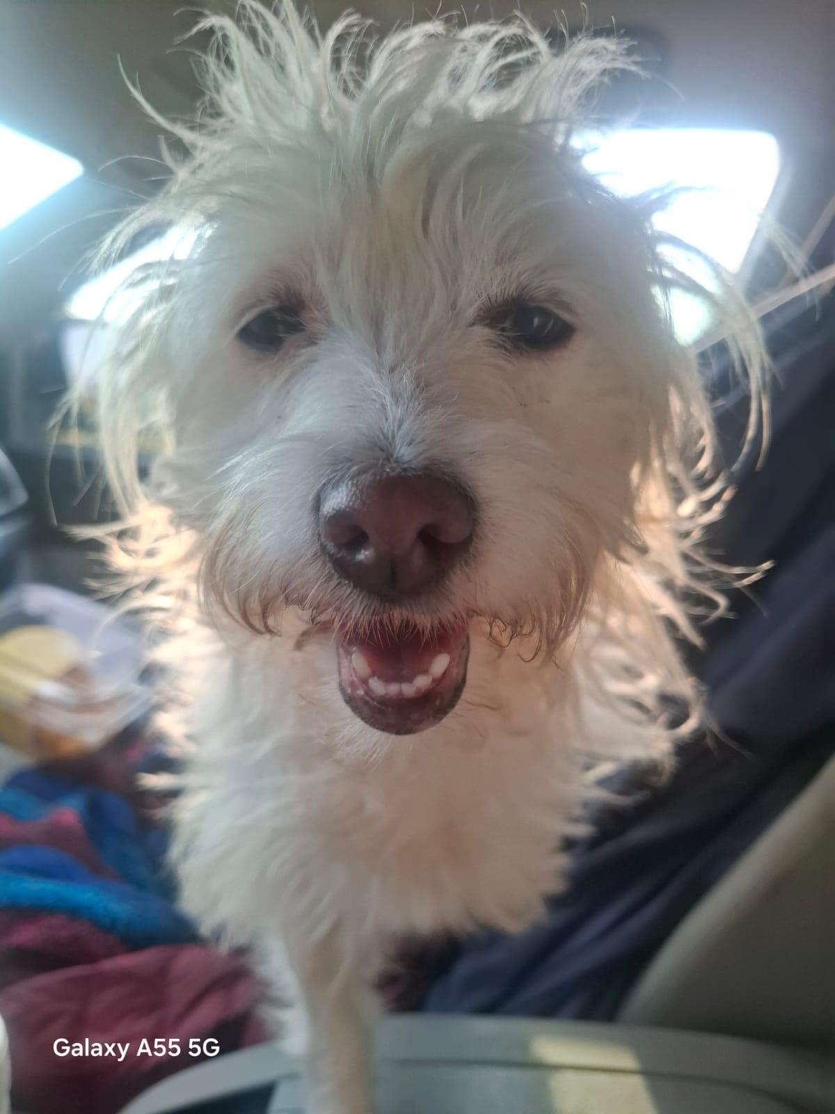 Enlarge Perla, an adoption pending mixed breed in Sparks, NV image 1/5