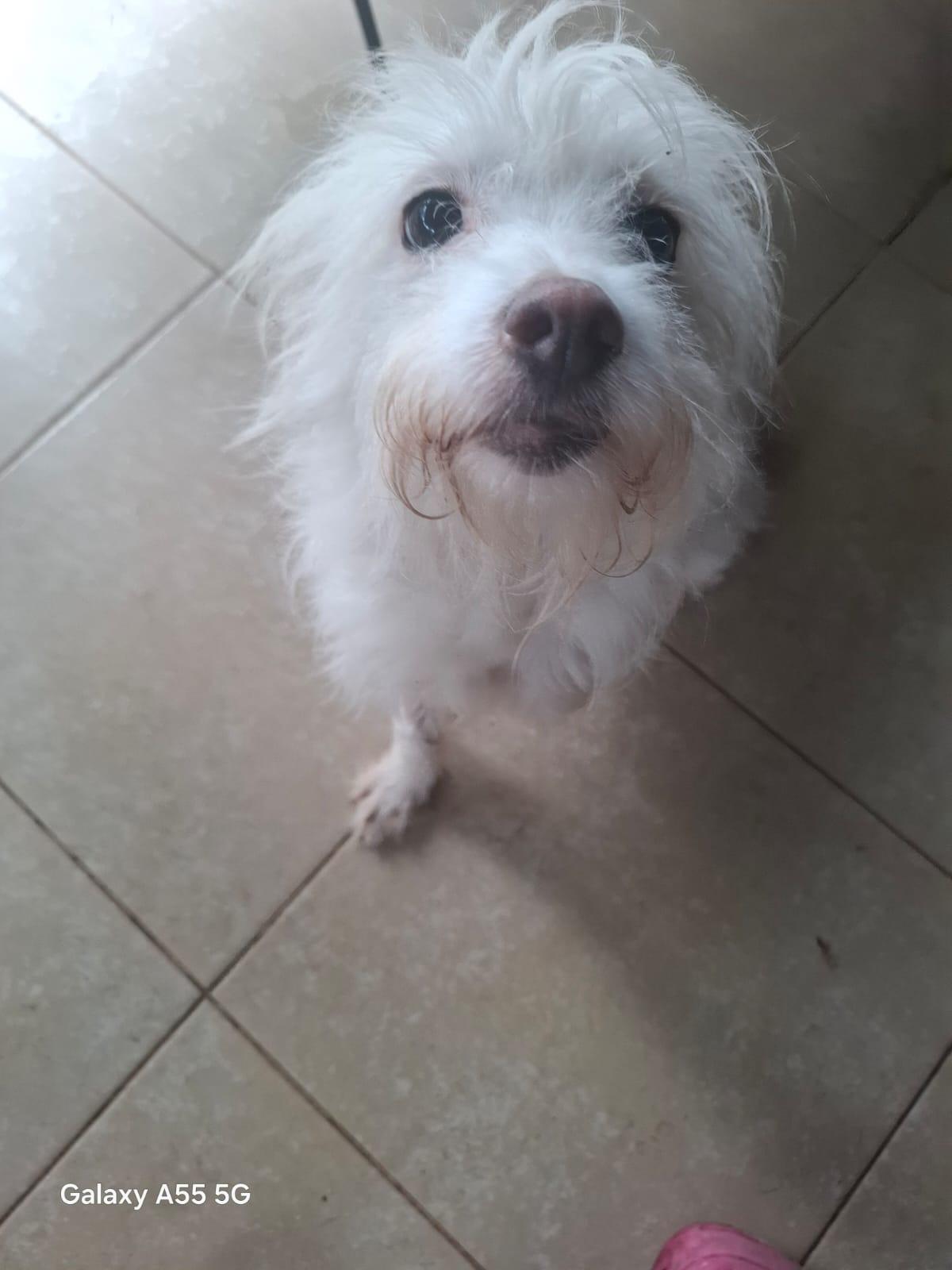 Enlarge Perla, an adoption pending mixed breed in Sparks, NV image 2/5