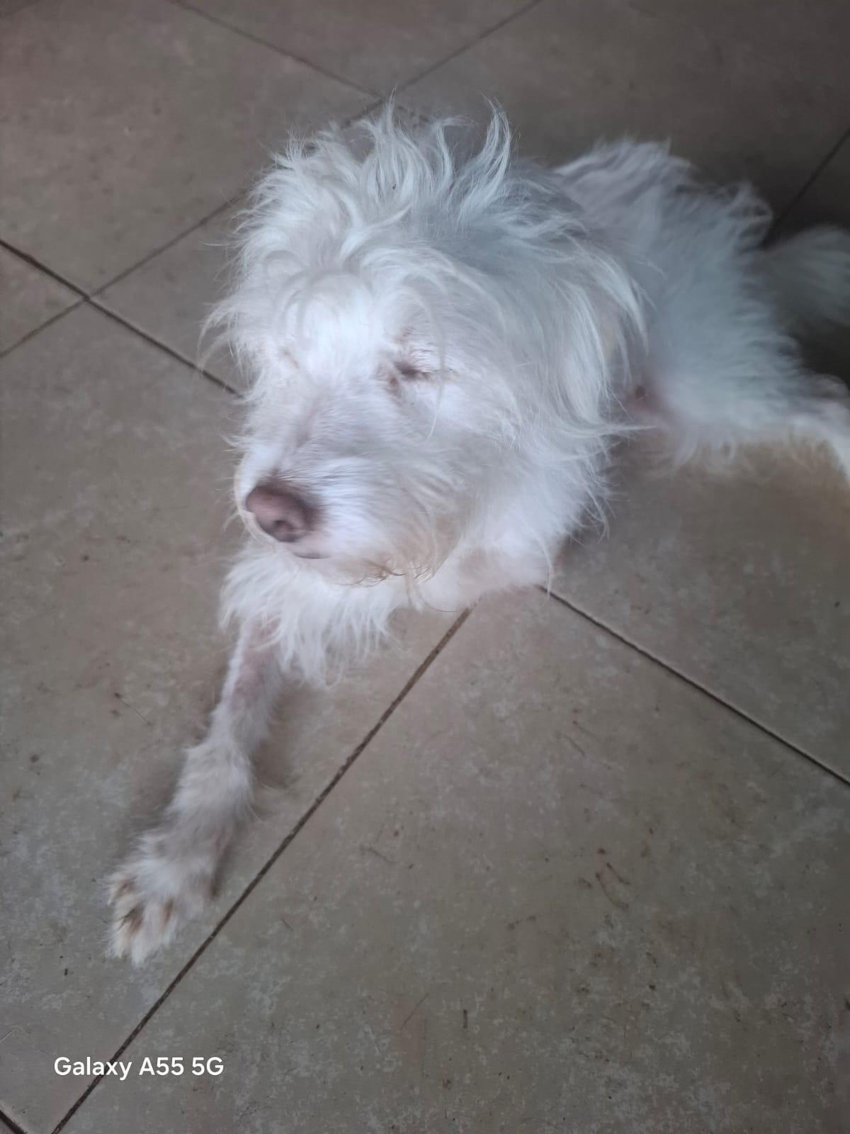 Enlarge Perla, an adoption pending mixed breed in Sparks, NV image 3/5