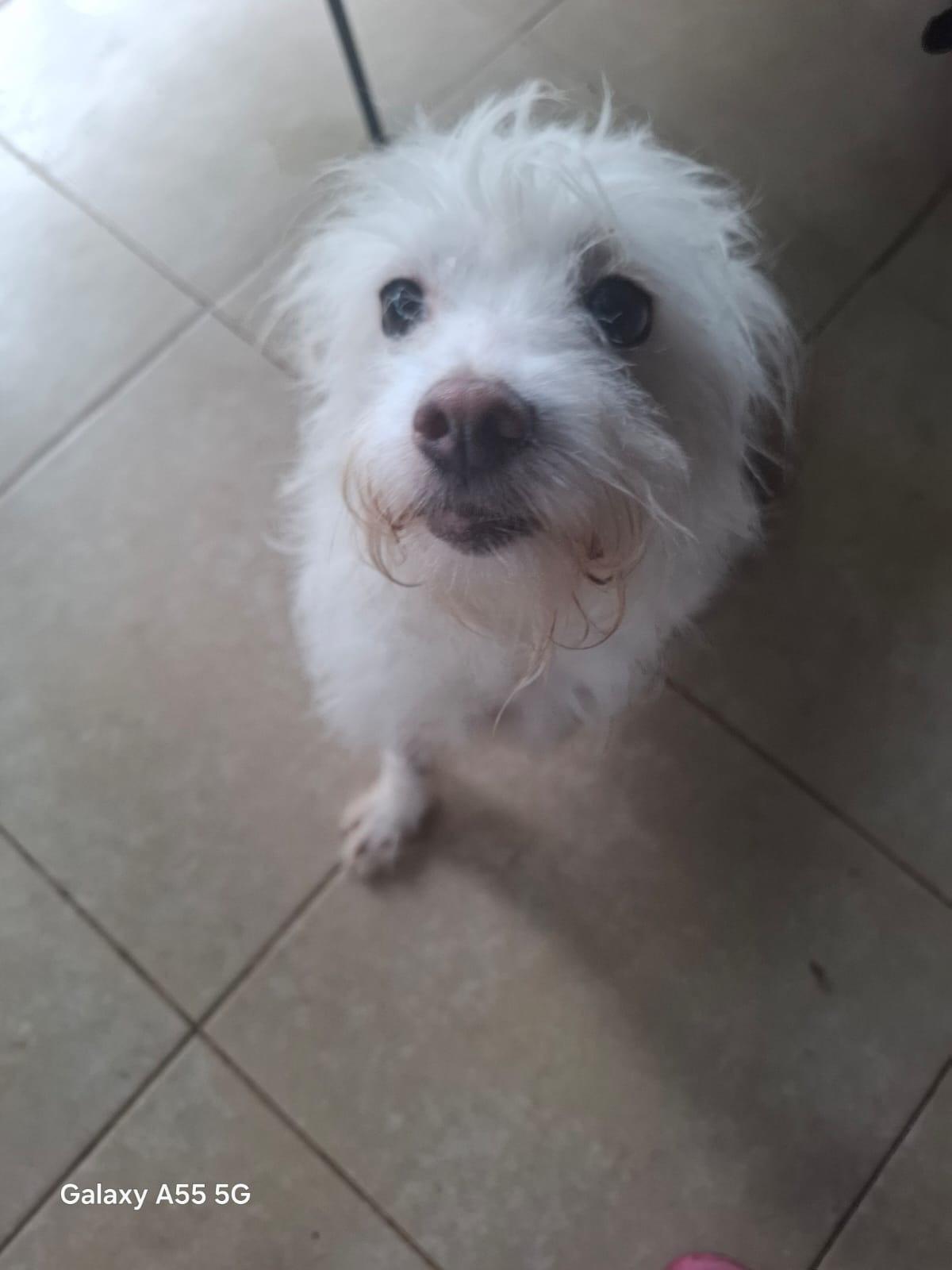 Enlarge Perla, an adoption pending mixed breed in Sparks, NV image 4/5