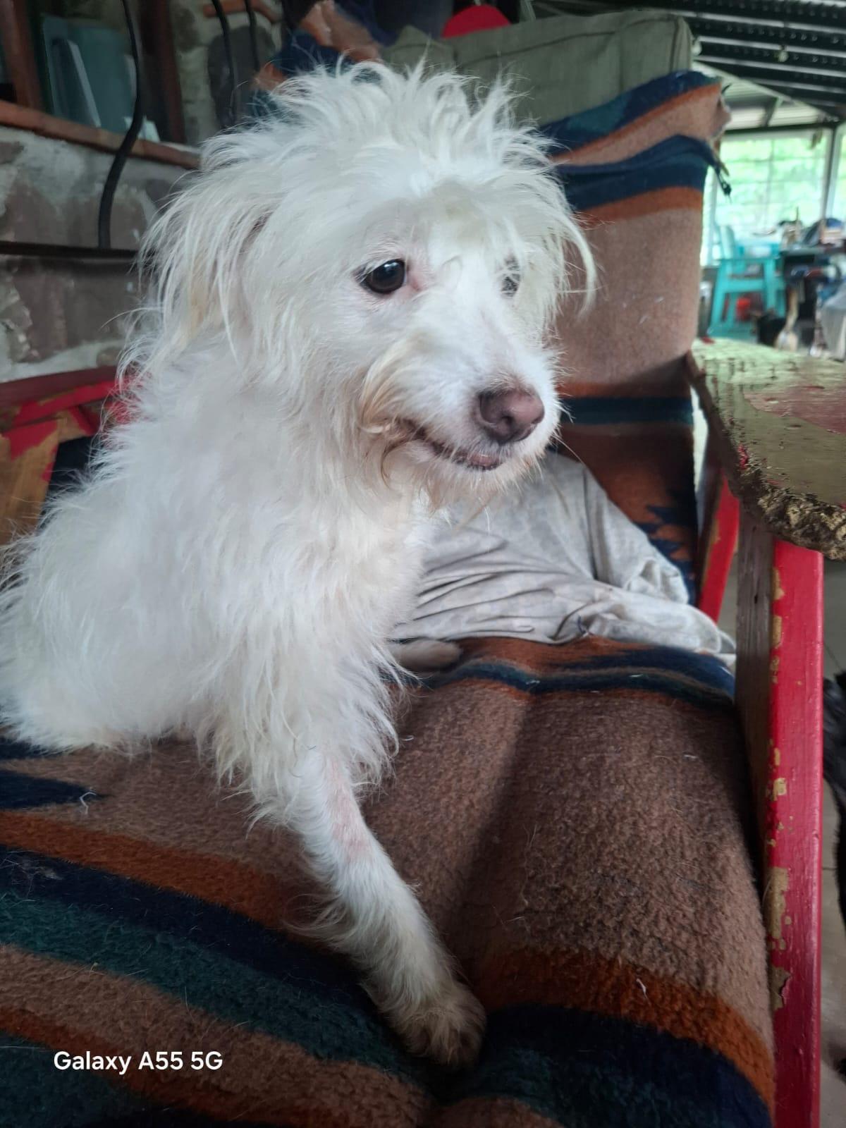 Enlarge Perla, an adoption pending mixed breed in Sparks, NV image 5/5