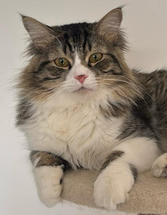 Enlarge Fabio, a Adoptable Norwegian Forest Cat in Snow Hill, MD image 1/1