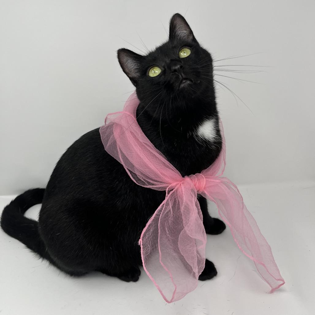 Enlarge Cassiopeia, a Adoptable Domestic Short Hair in Durham, NC image 1/6