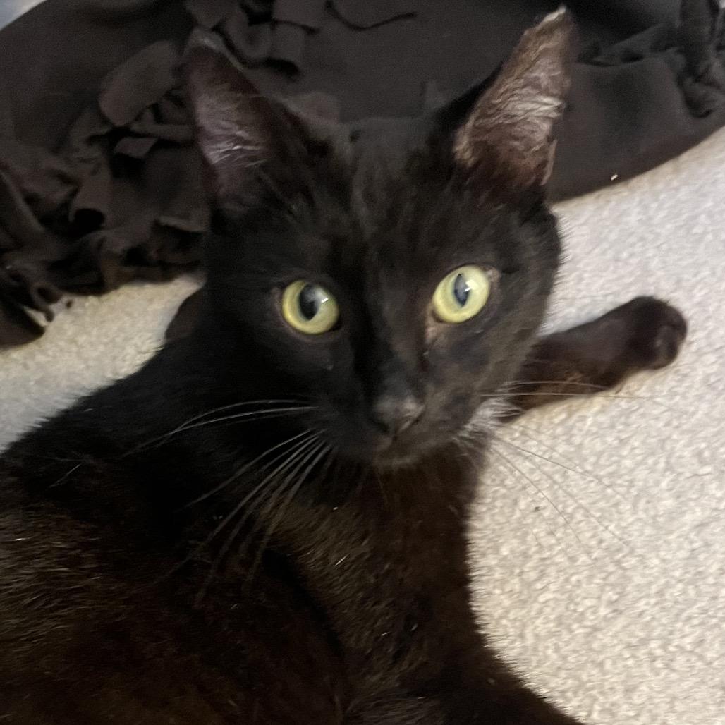 Enlarge Cassiopeia, a Adoptable Domestic Short Hair in Durham, NC image 2/6