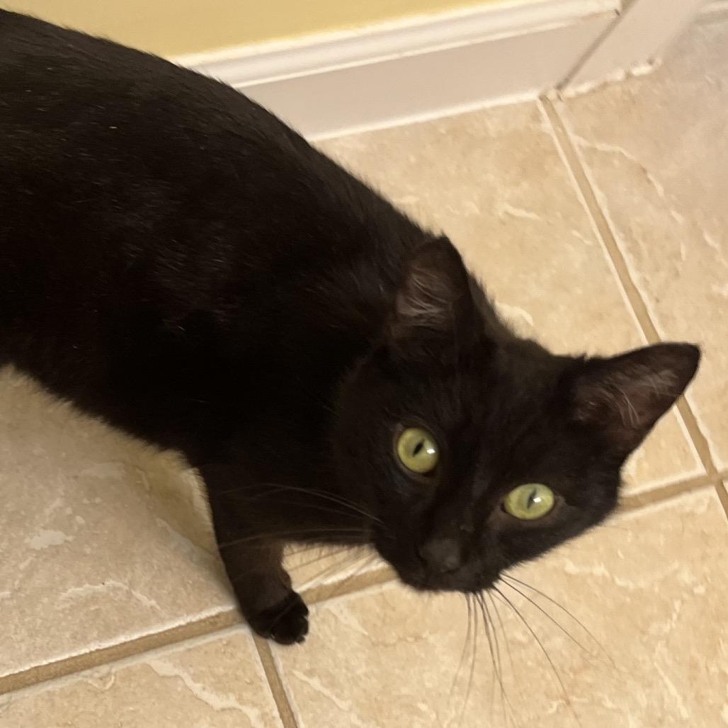 Enlarge Cassiopeia, a Adoptable Domestic Short Hair in Durham, NC image 3/6