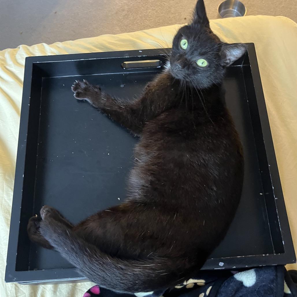 Enlarge Cassiopeia, a Adoptable Domestic Short Hair in Durham, NC image 4/6