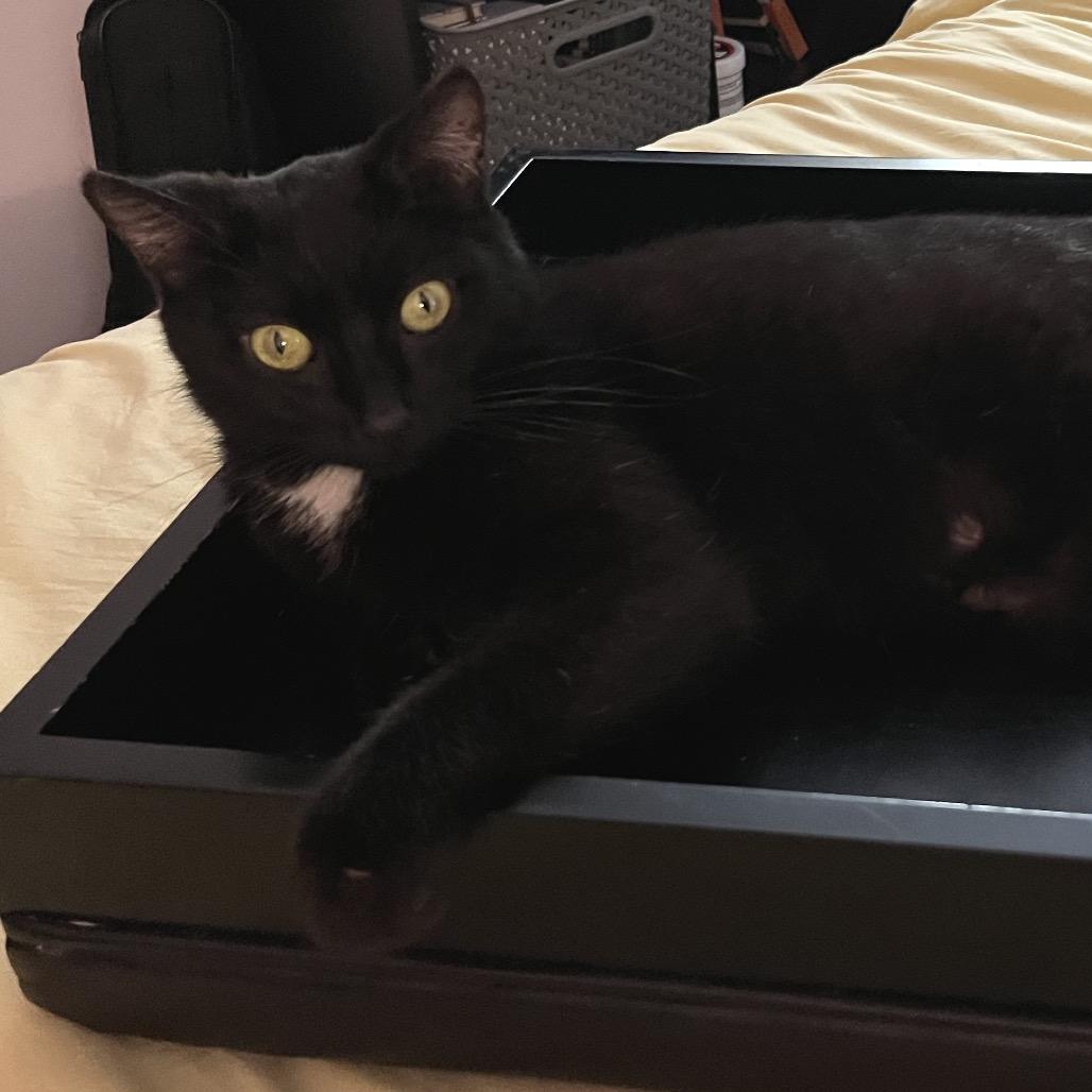 Enlarge Cassiopeia, a Adoptable Domestic Short Hair in Durham, NC image 6/6