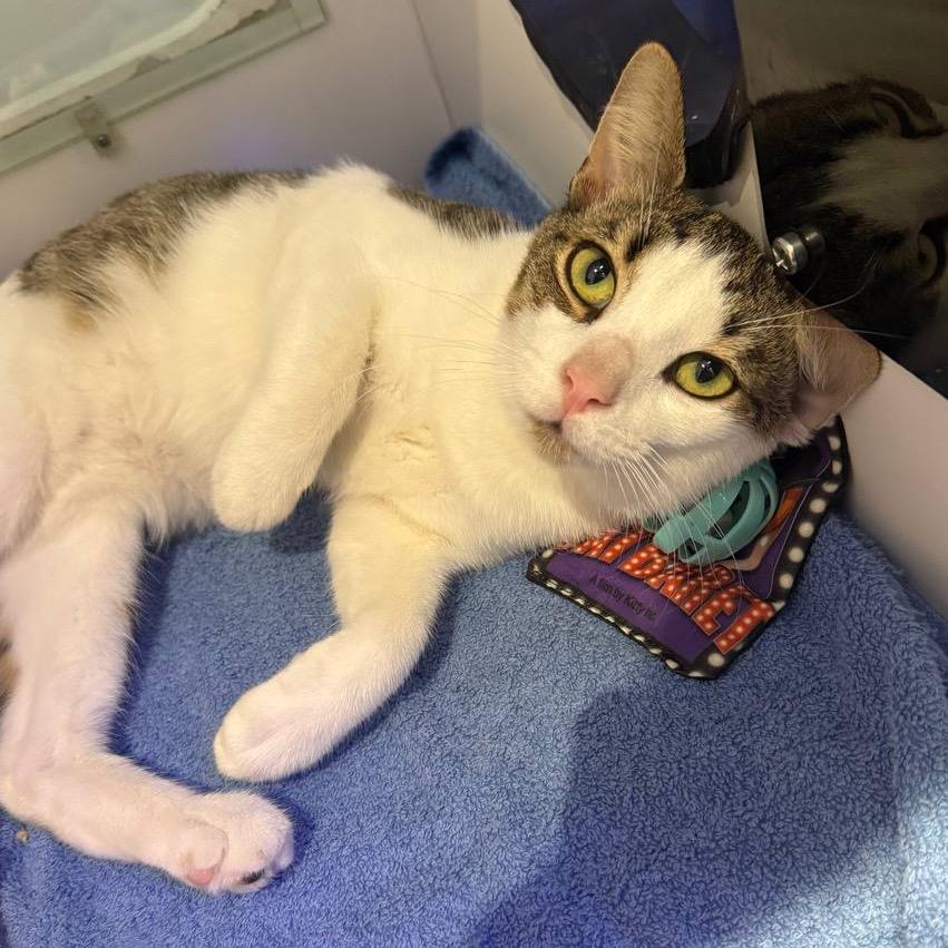 Willy, a Adoptable Domestic Short Hair in Wantagh, NY image 1/6