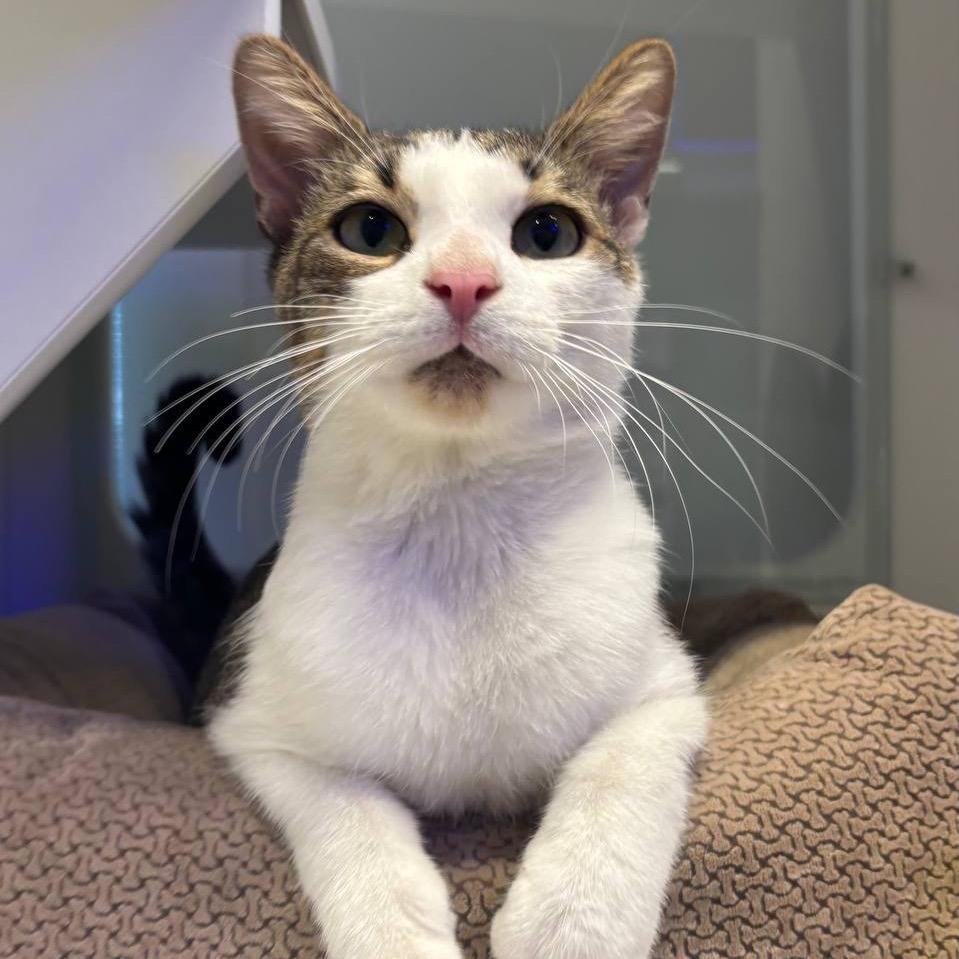 Willy, a Adoptable Domestic Short Hair in Wantagh, NY image 2/6