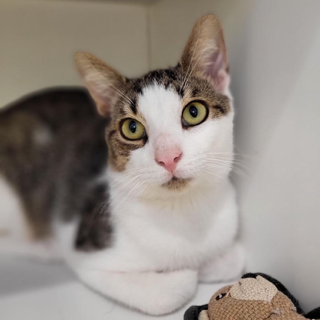 Willy, a Adoptable Domestic Short Hair in Wantagh, NY image 3/6