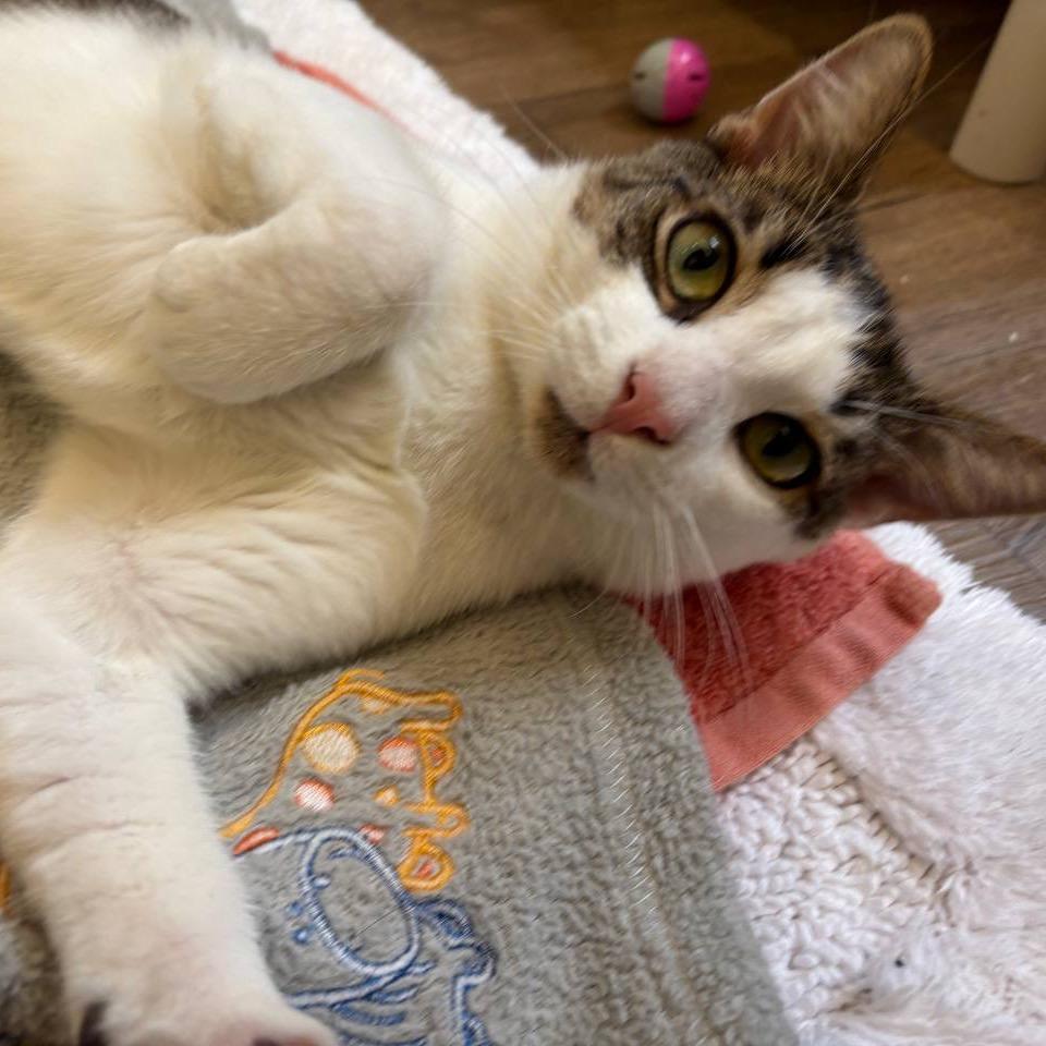 Willy, a Adoptable Domestic Short Hair in Wantagh, NY image 4/6