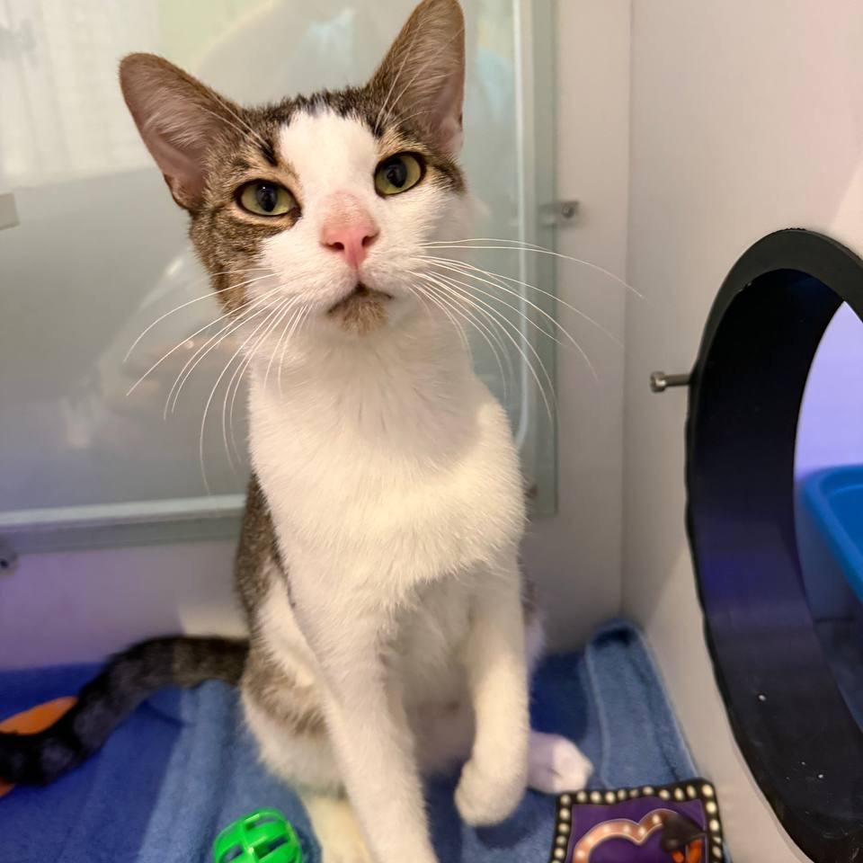 Willy, a Adoptable Domestic Short Hair in Wantagh, NY image 5/6