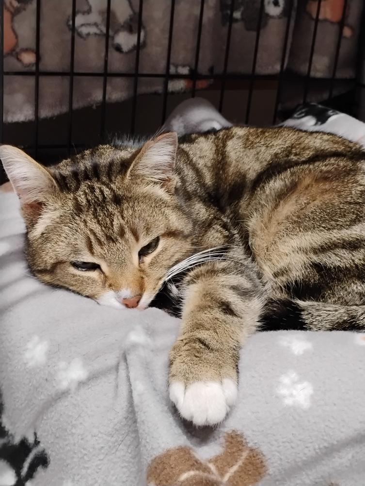 Enlarge Spaghetti, a Adoptable Domestic Short Hair in Oak Park, MI image 1/2