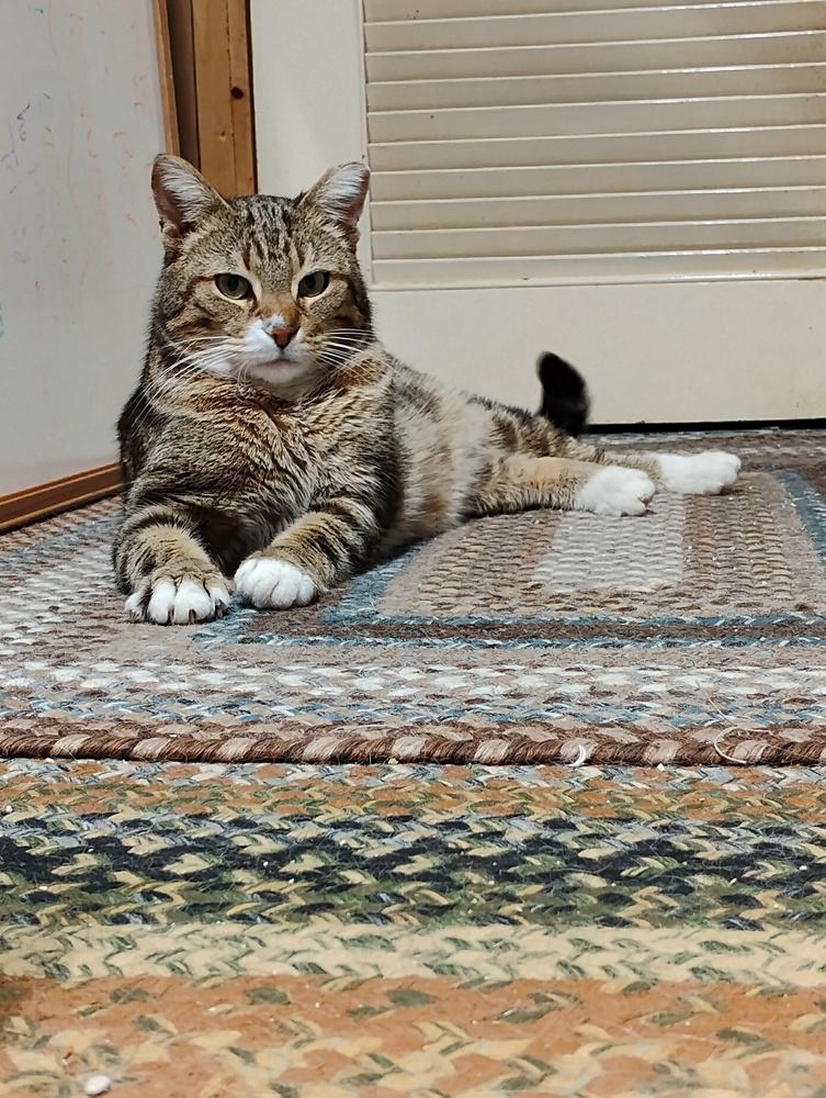 Spaghetti, Adoptable, Adult Male Domestic Short Hair.