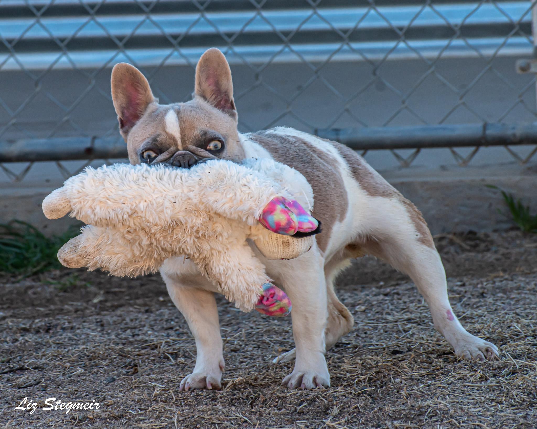 Madigan, a ADOPTABLE French Bulldog in Mayer, AZ image 3/6