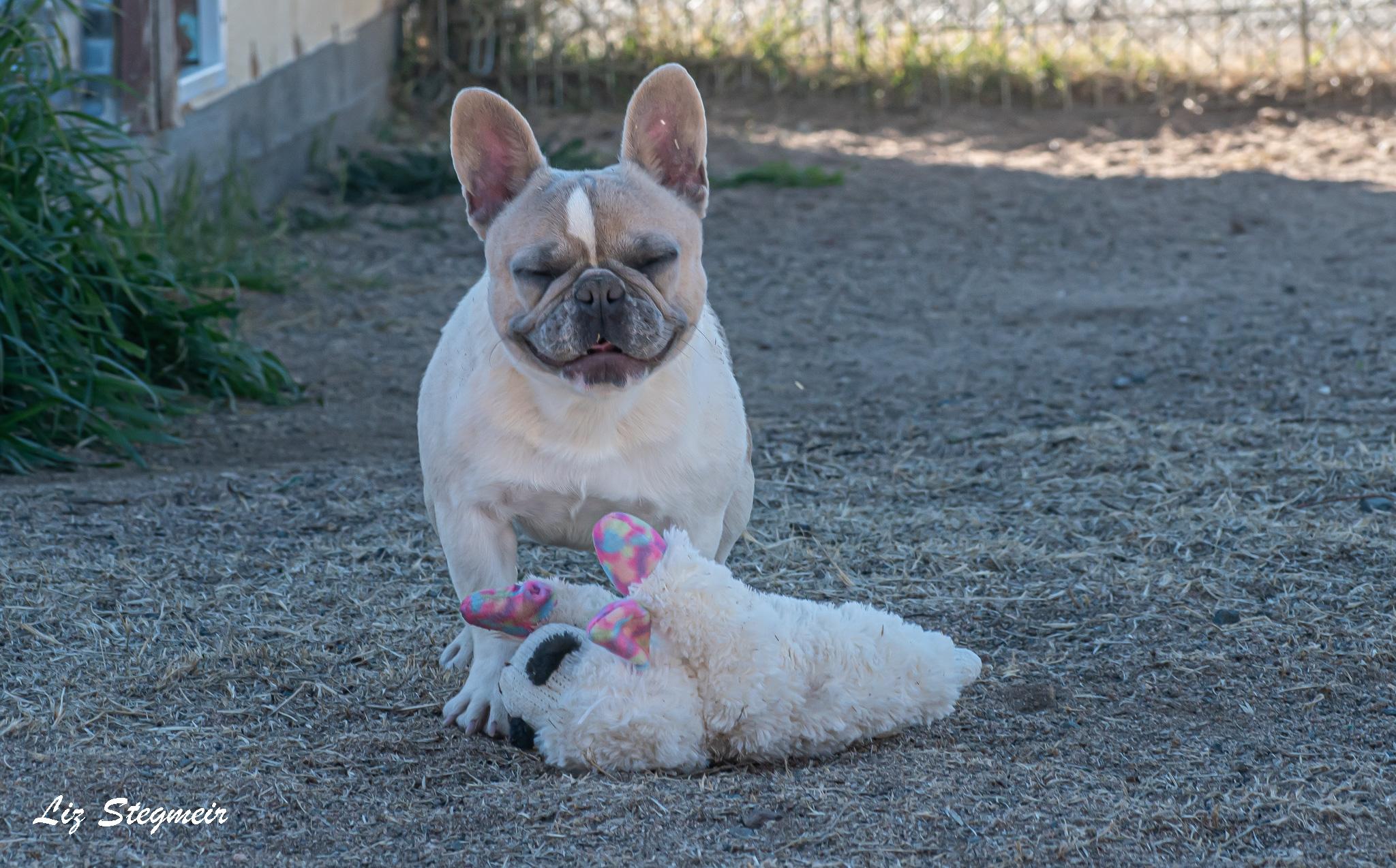 Madigan, a ADOPTABLE French Bulldog in Mayer, AZ image 2/6