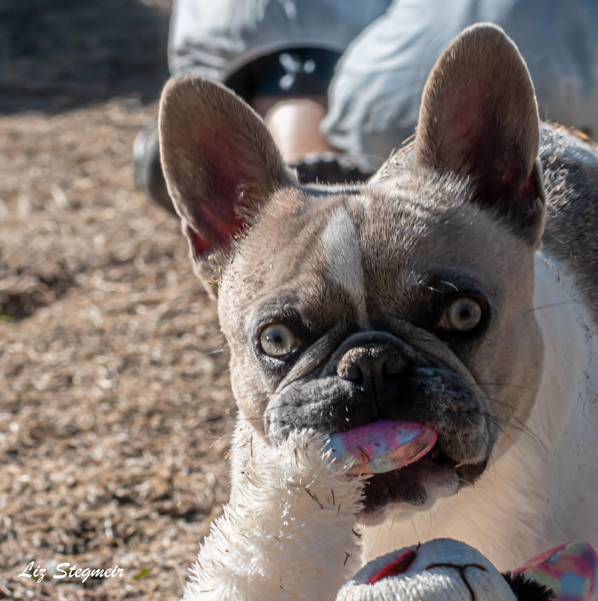 Madigan, ADOPTABLE, Young Female French Bulldog.