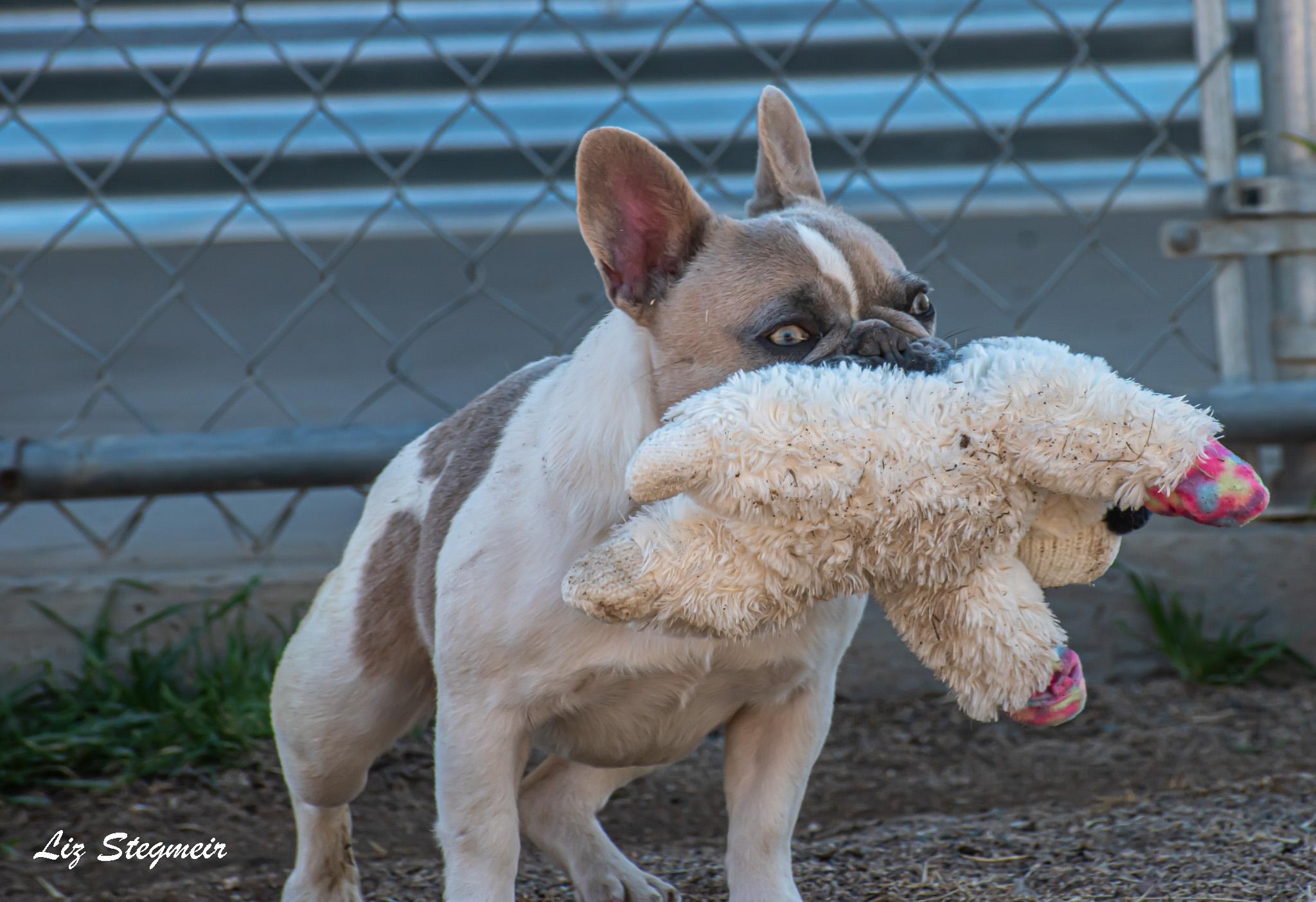 Madigan, a ADOPTABLE French Bulldog in Mayer, AZ image 6/6