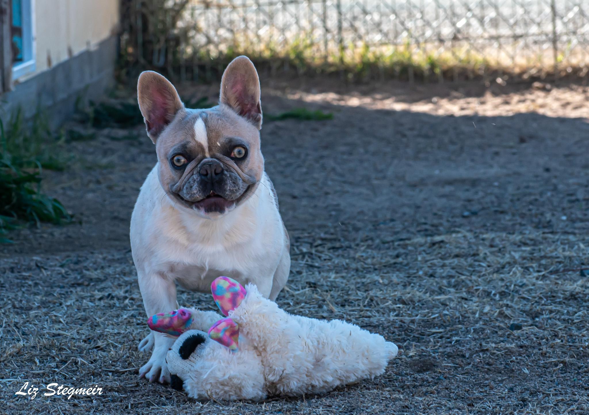 Madigan, a ADOPTABLE French Bulldog in Mayer, AZ image 5/6