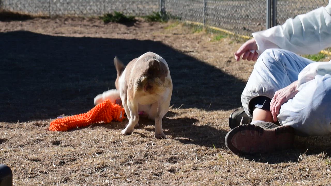 Enlarge Madigan, a ADOPTABLE French Bulldog in Mayer, AZ video 4/6