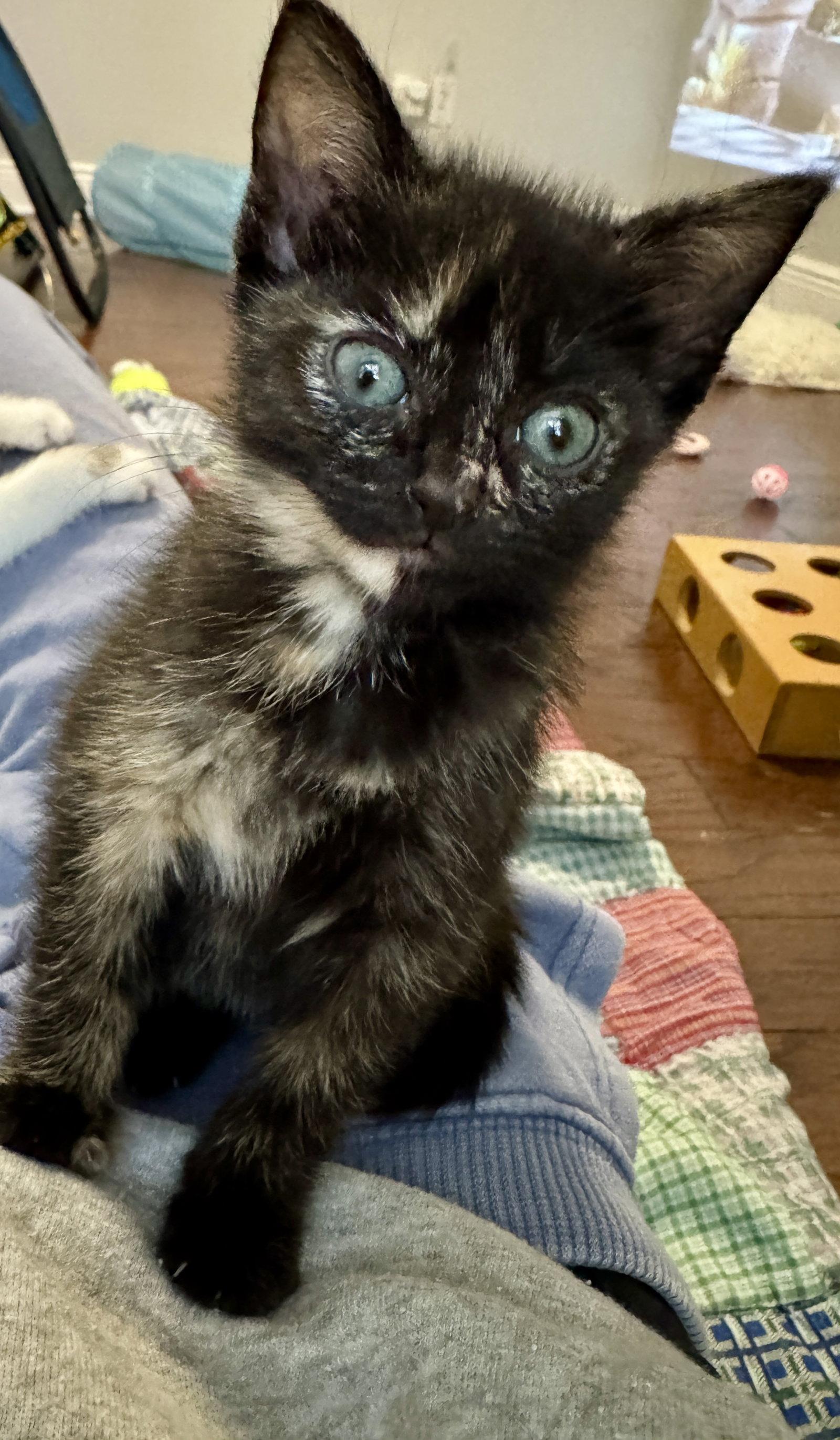 Lainee, a Adopted Tortoiseshell in Tampa, FL image 1/3