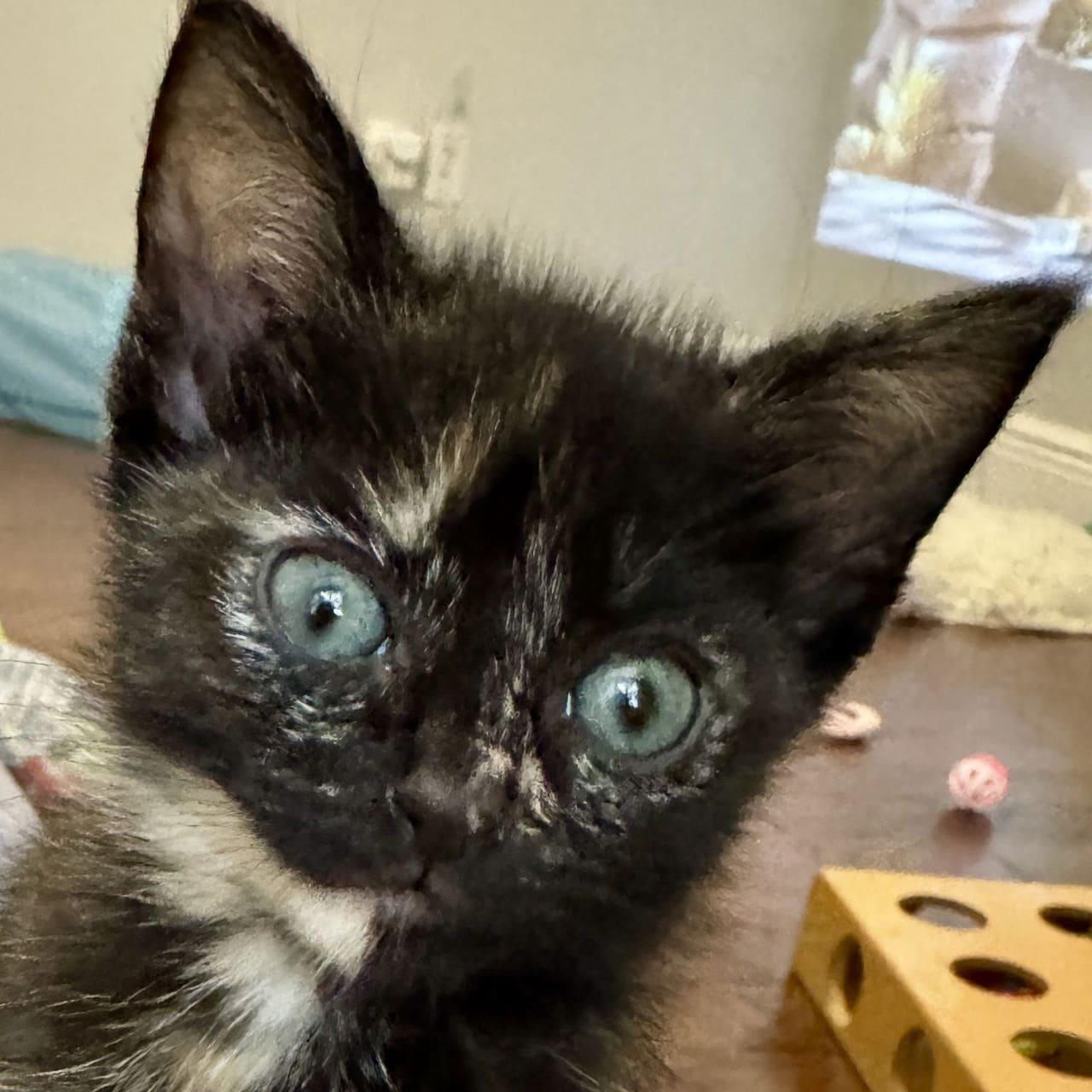 Lainee, a Adopted Tortoiseshell in Tampa, FL image 2/3