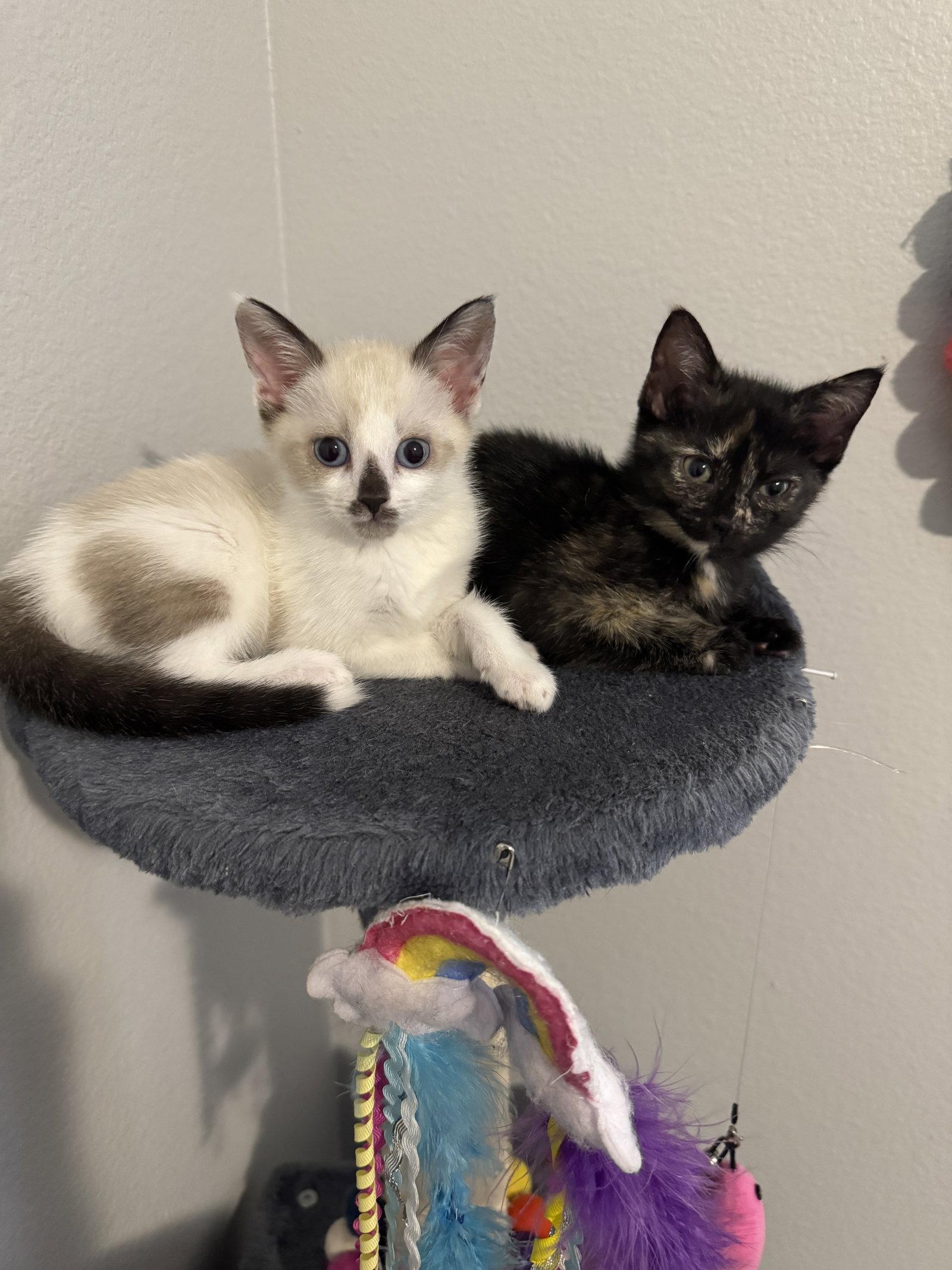Lainee, a Adopted Tortoiseshell in Tampa, FL image 3/3