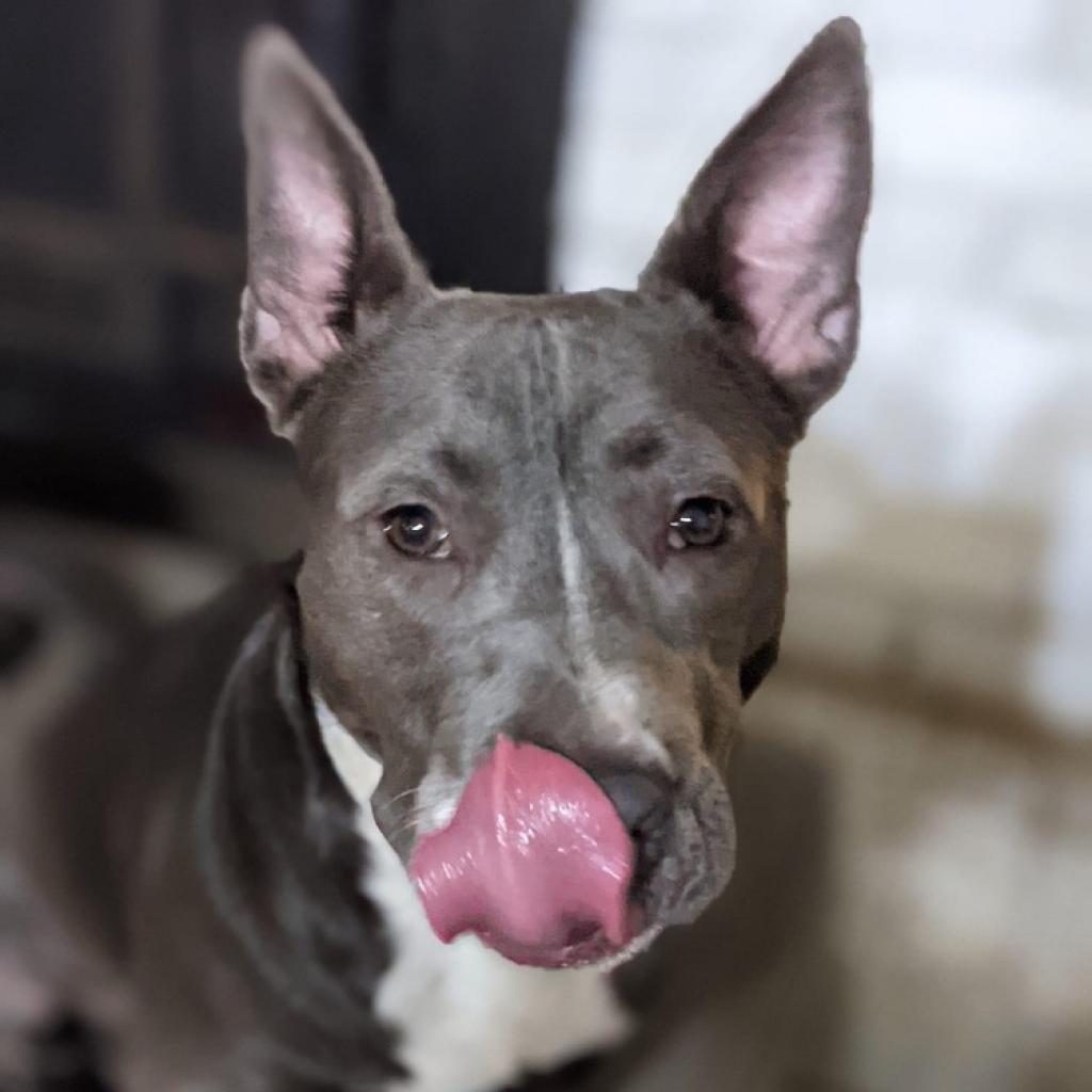 Baby Blue thumbnail 3