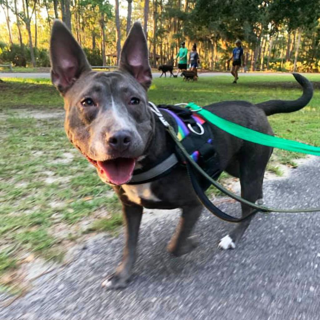 Baby Blue thumbnail 5