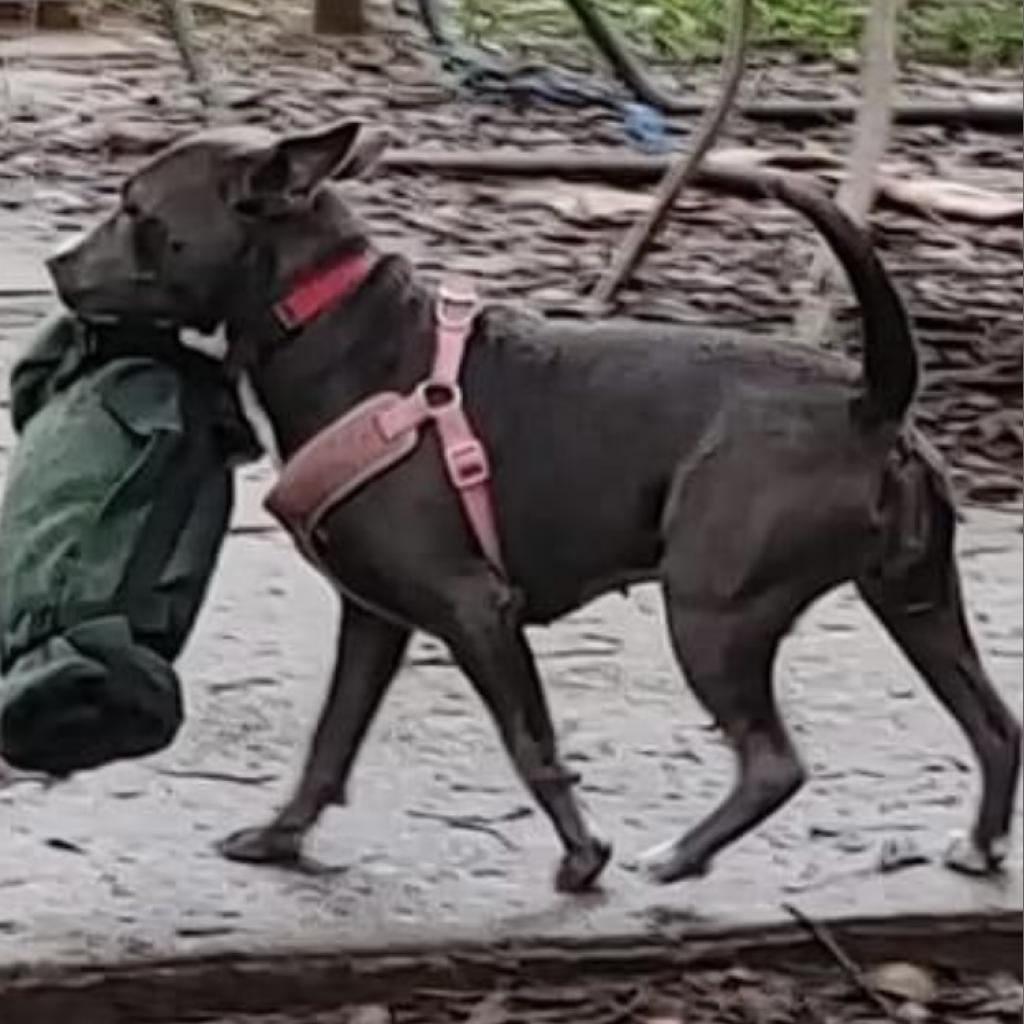 Baby Blue thumbnail 6