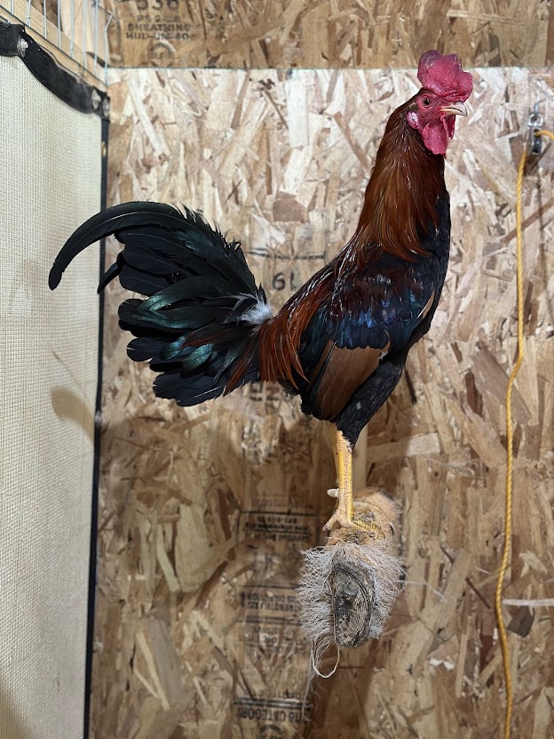 Micheal, Adoptable, Adult Male Chicken.