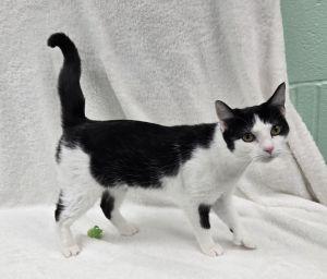 Fraya, ADOPTABLE, Adult Female Domestic Short Hair.