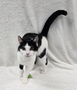 Enlarge Fraya, a ADOPTABLE Domestic Short Hair in Bucyrus, OH image 2/3