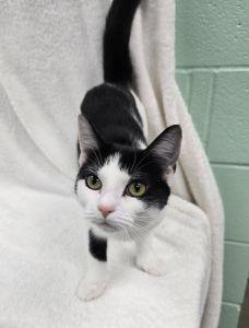 Enlarge Fraya, a ADOPTABLE Domestic Short Hair in Bucyrus, OH image 3/3