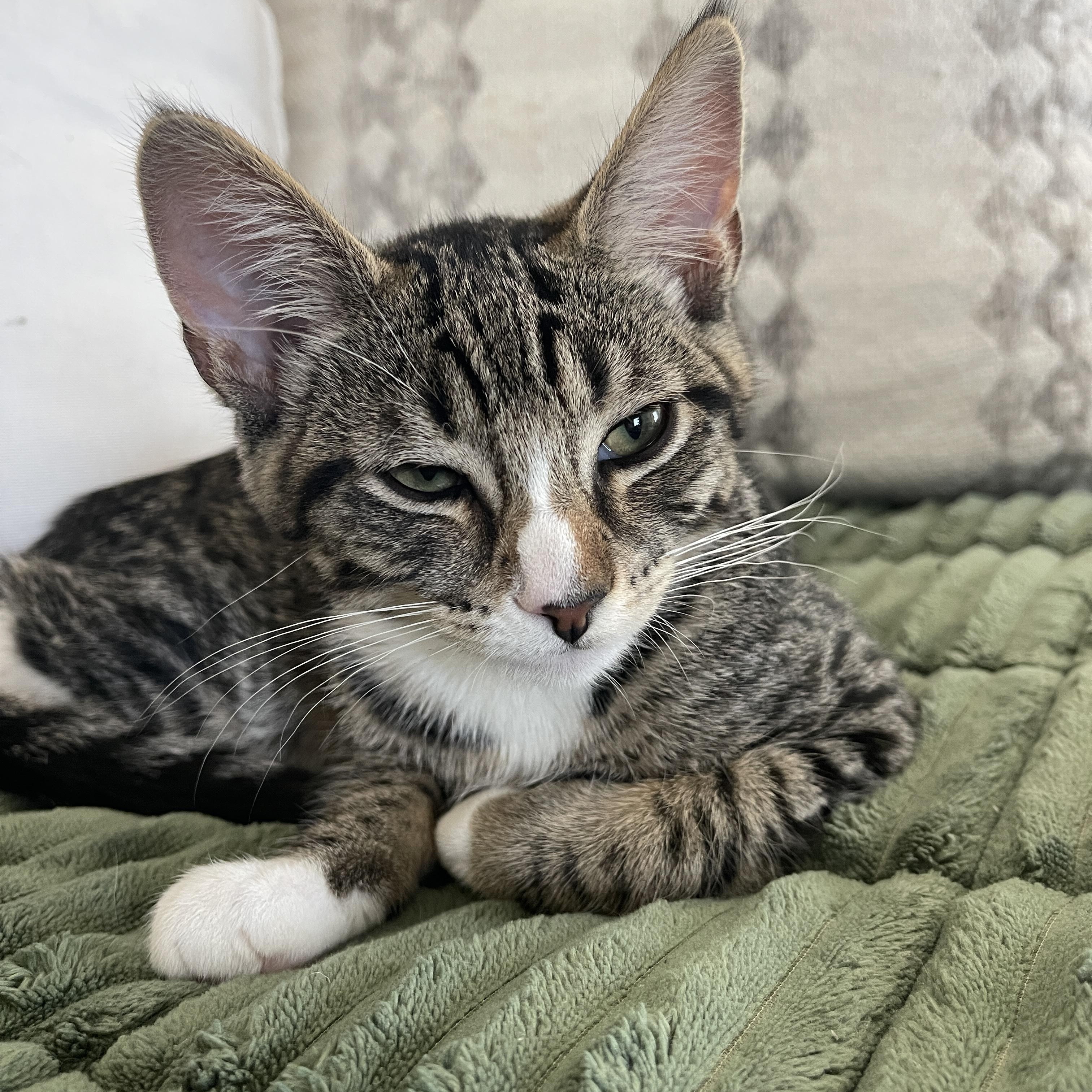Sage, a ADOPTABLE mixed breed in Hermosa Beach, CA image 2/4
