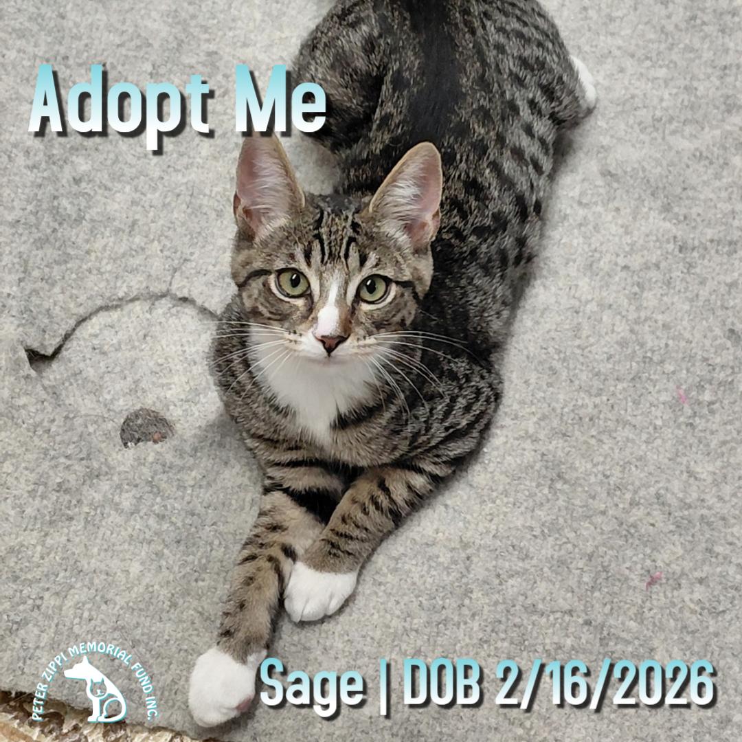 Sage, ADOPTABLE, Kitten Male Domestic Short Hair & Tabby.