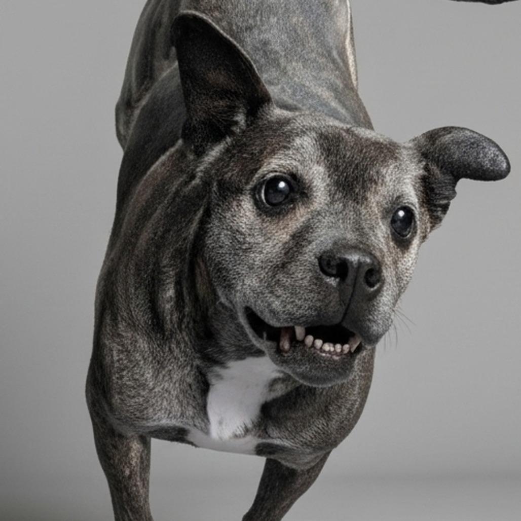 Maggie, a Adoptable mixed breed in Walden, NY image 1/2