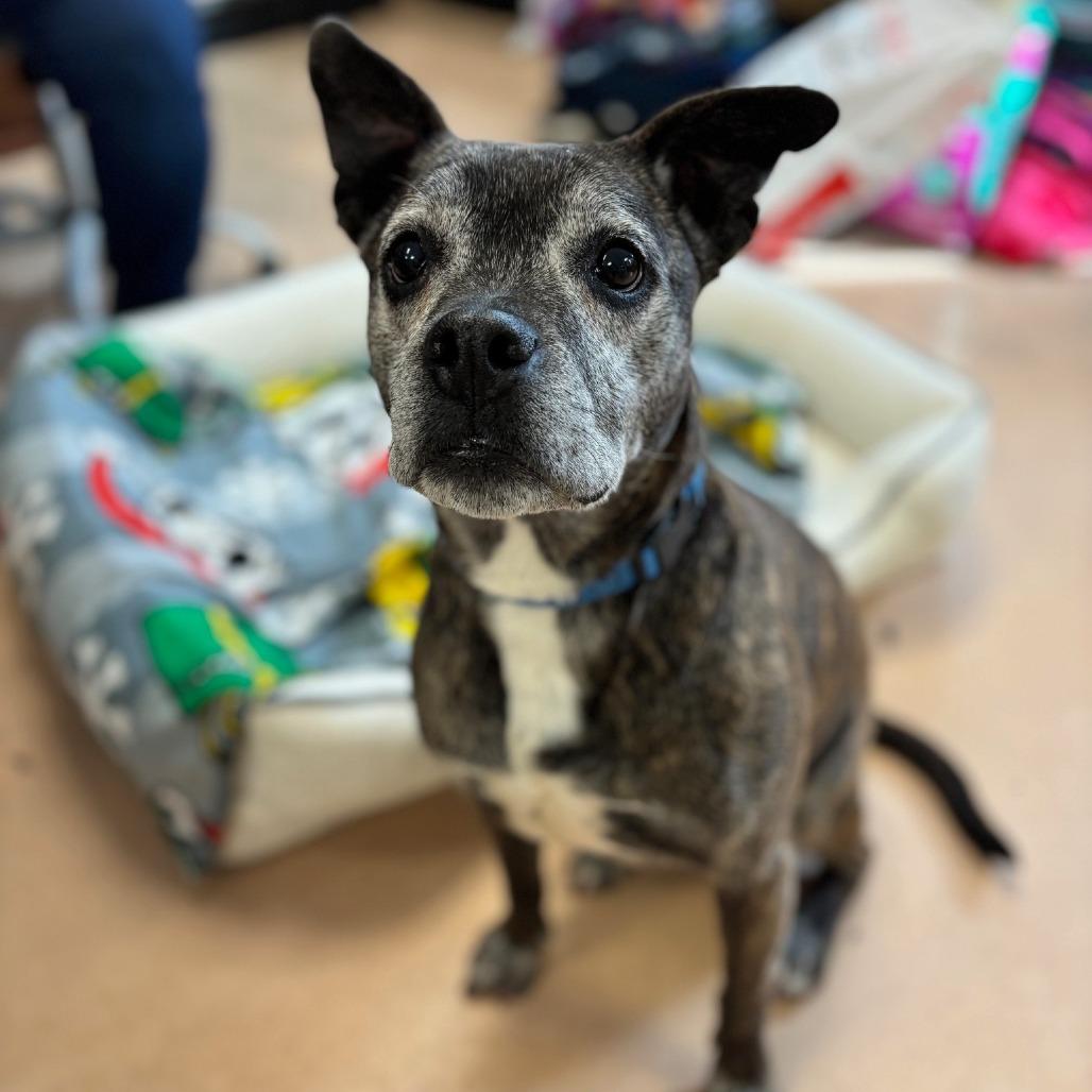 Maggie, a Adoptable mixed breed in Walden, NY image 2/2