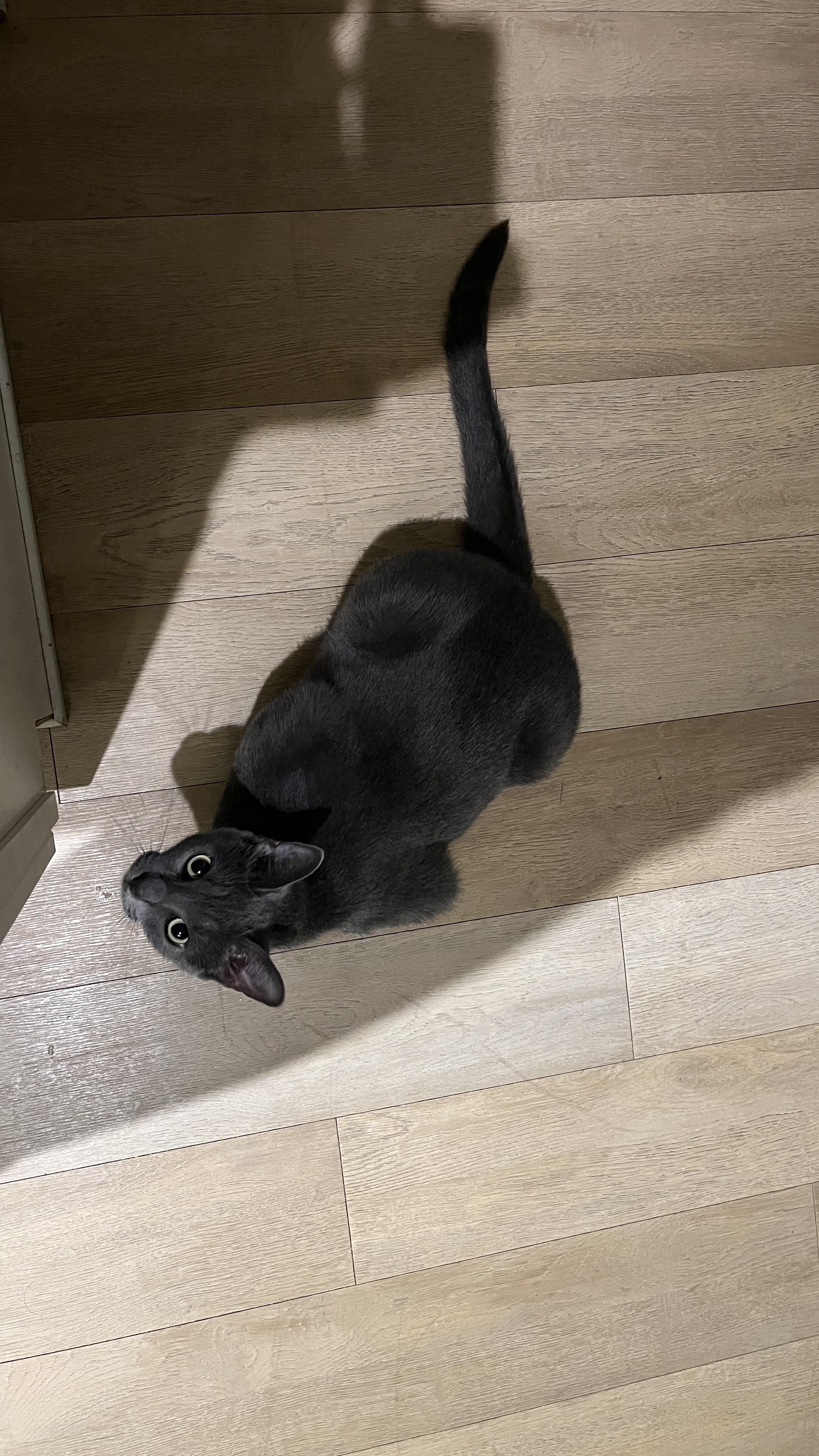 Chewy, a ADOPTABLE Domestic Short Hair in Saint Charles, MO image 5/5