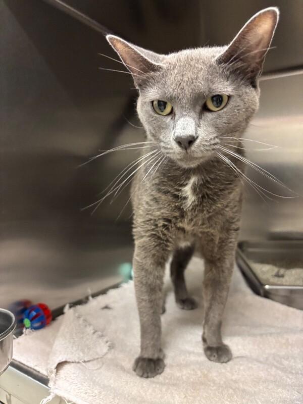 Enlarge Chewy, a ADOPTABLE Domestic Short Hair in Saint Charles, MO image 1/1