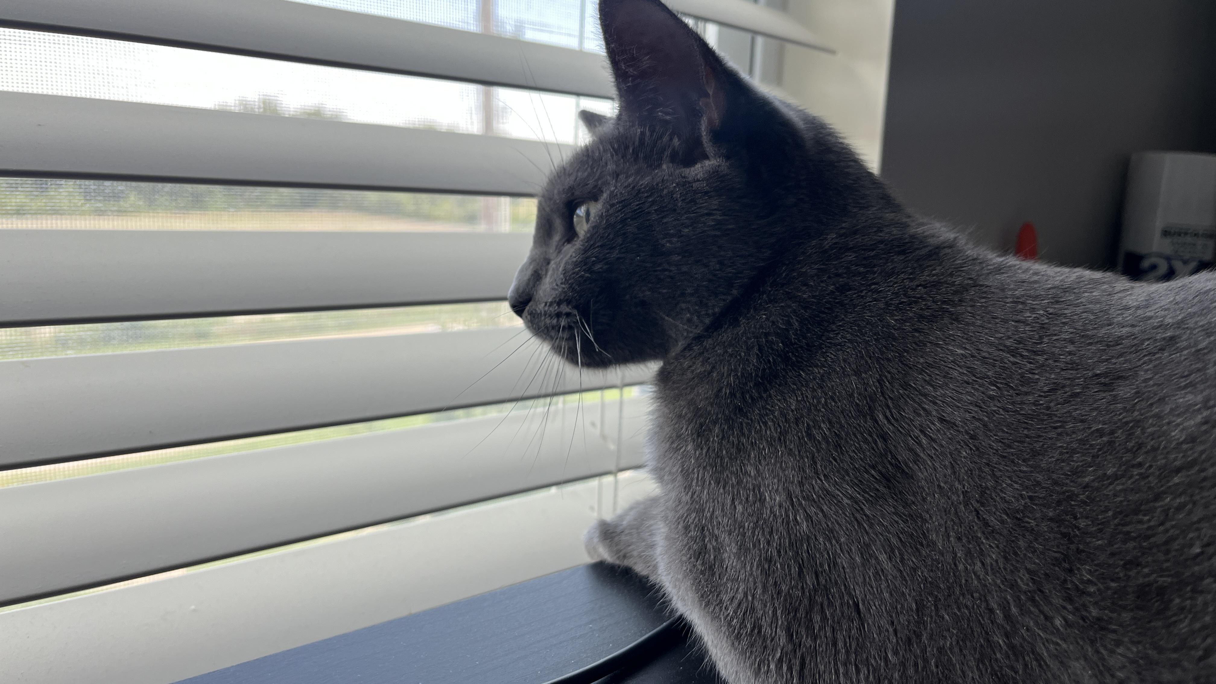 Chewy, a ADOPTABLE Domestic Short Hair in Saint Charles, MO image 2/5