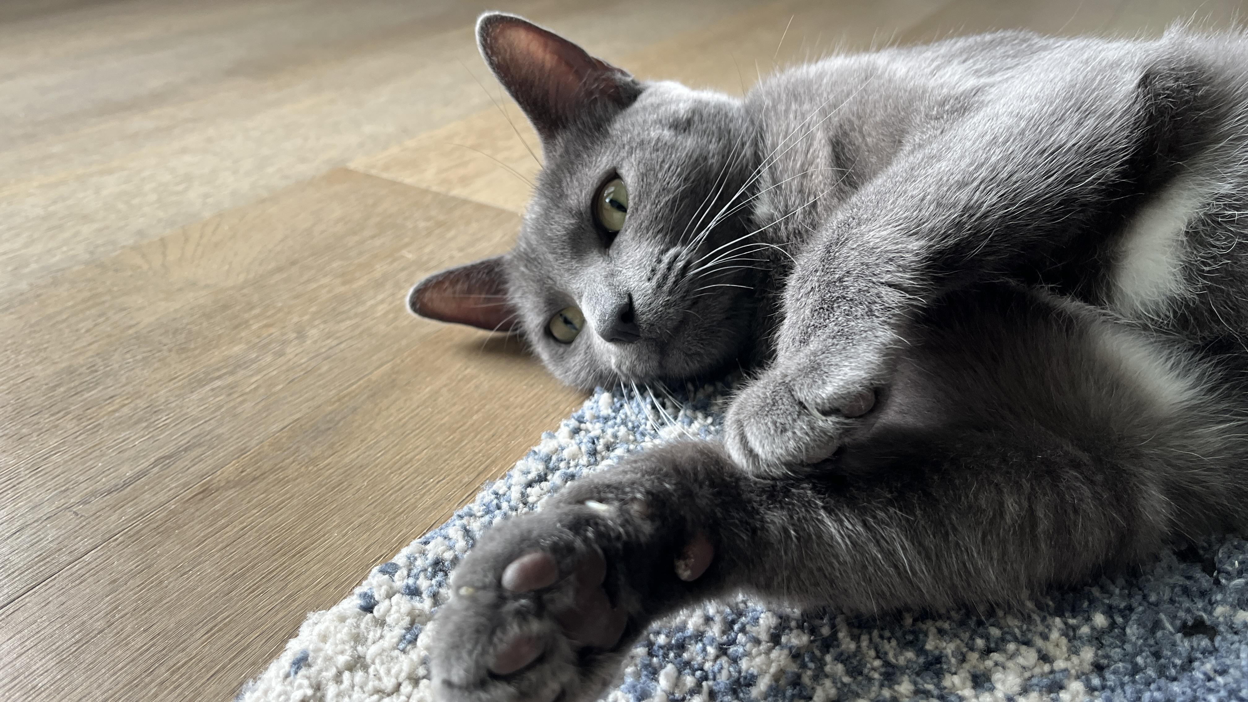 Chewy, a ADOPTABLE Domestic Short Hair in Saint Charles, MO image 1/5